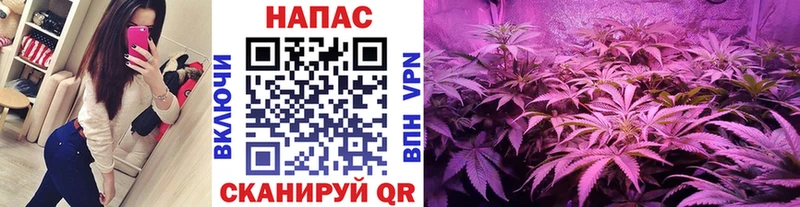 дарнет шоп  Невинномысск  МАРИХУАНА план 